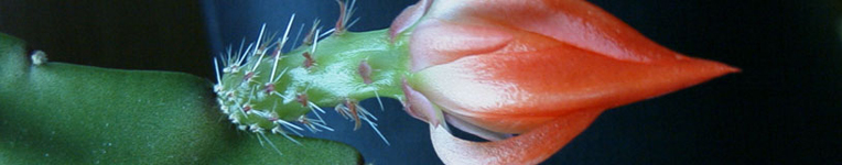 rote kaktusblüte
